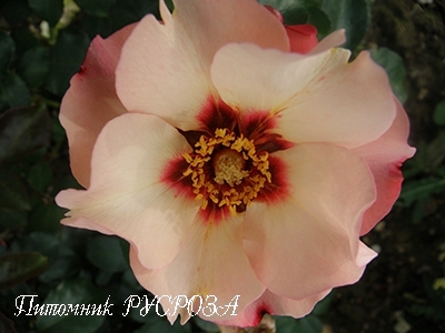 ALISSAR, PRINCESS OF PHOENICIA (HARSIDON) ШТ 90-110