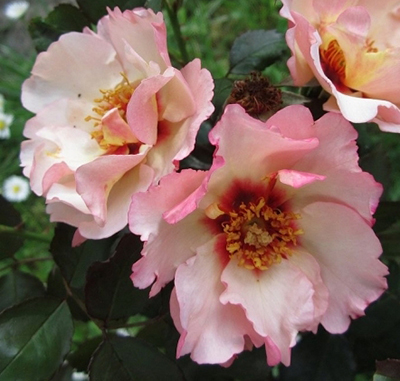 ALISSAR, PRINCESS OF PHOENICIA (HARSIDON) ШТ 90-110