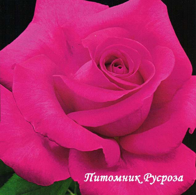 ALL MY LOVING ШТ 100-110