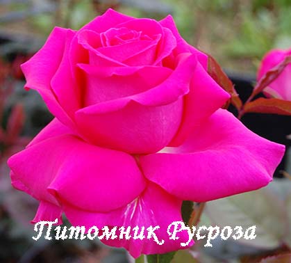 ALL MY LOVING ШТ 100-110