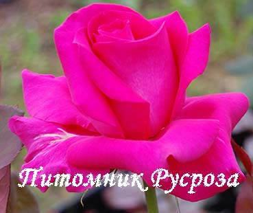 ALL MY LOVING ШТ 100-110