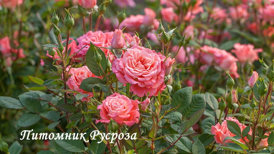 ALLEGRO SYMPHONIE ШТ 40-50