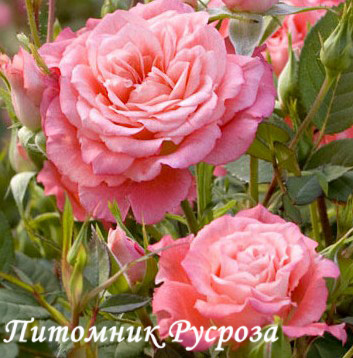 ALLEGRO SYMPHONIE ШТ 40-50