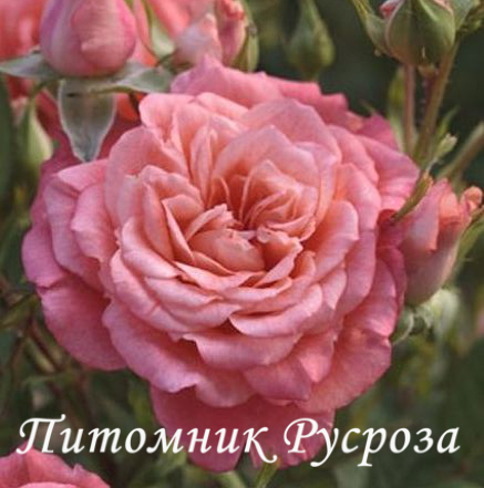 ALLEGRO SYMPHONIE ШТ 40-50