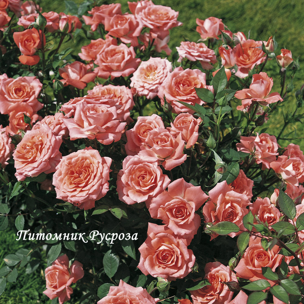 ALLEGRO SYMPHONIE ШТ 40-50