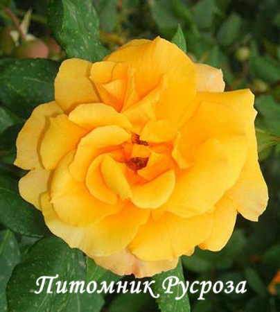 ALLGOLD ШТ 70-80