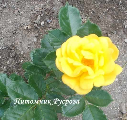 ALLGOLD ШТ 70-80