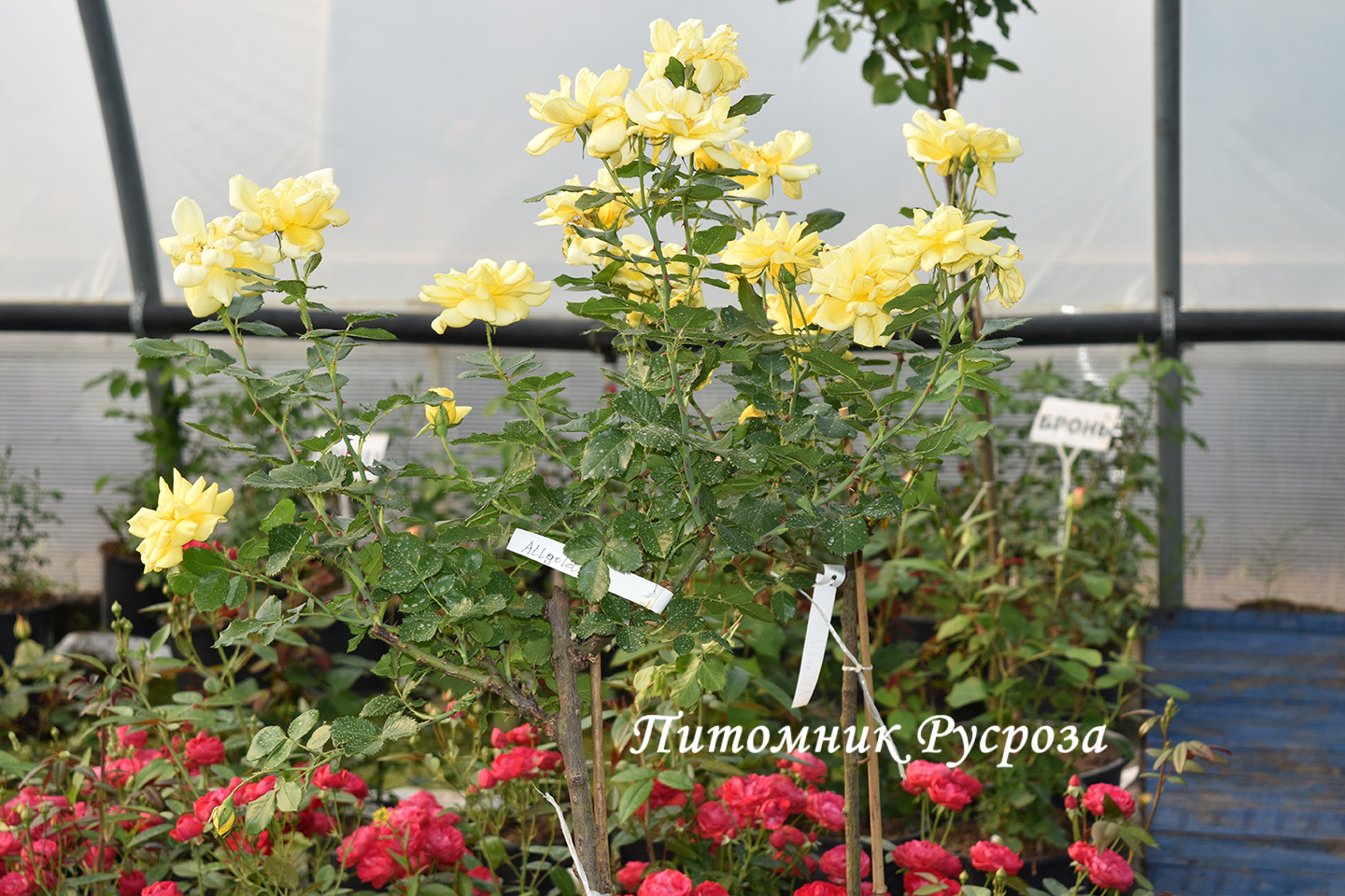 ALLGOLD ШТ 70-80
