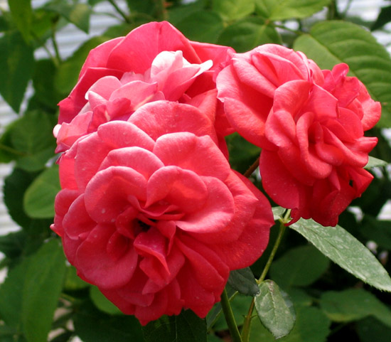 ALLOTRIA ШТ 80-100