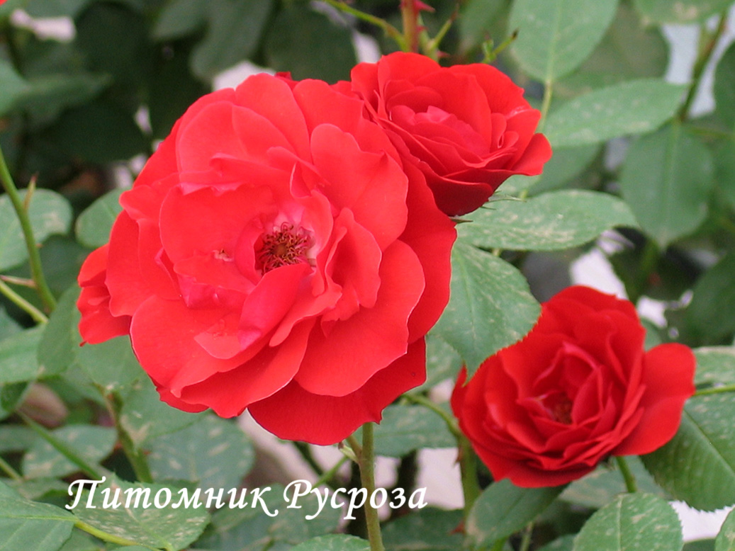 ALLOTRIA ШТ 80-100