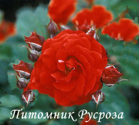 ALLOTRIA ШТ 80-100