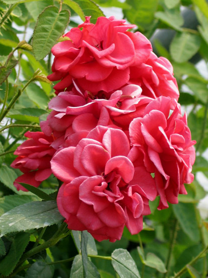 ALLOTRIA ШТ 80-100