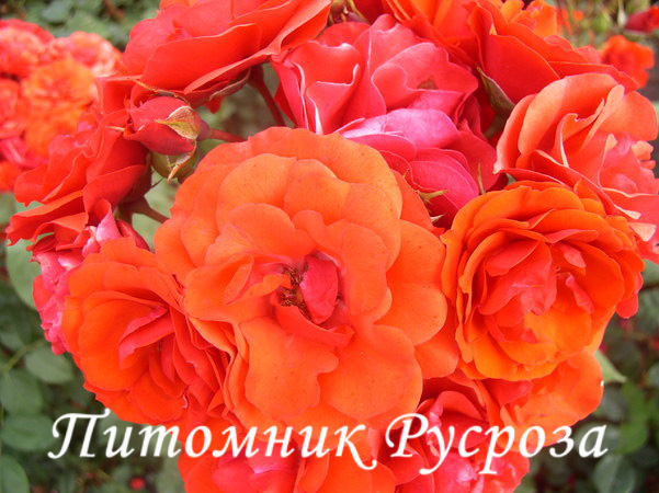 ALLOTRIA ШТ 80-100