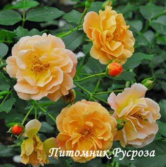 CALISIA (SEDANA) ШТ 50-60