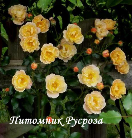 CALISIA (SEDANA) ШТ 50-60