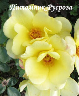 APPLE JACK (Kenendure)