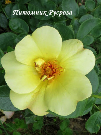 APPLE JACK (Kenendure)