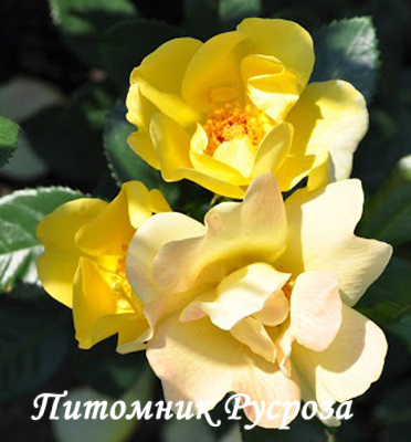 APPLE JACK (Kenendure)