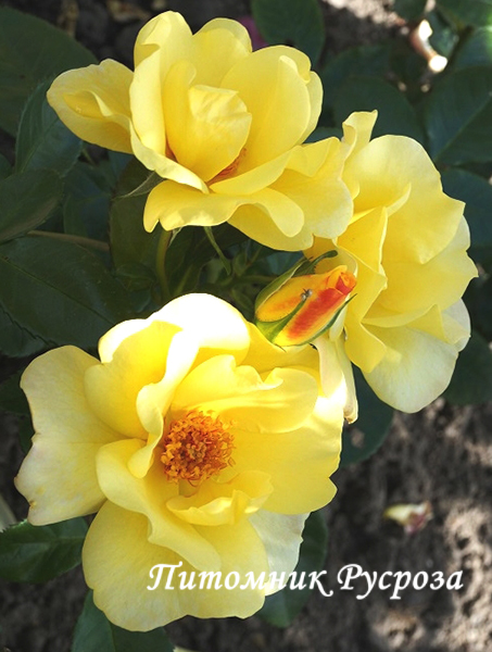 APPLE JACK (Kenendure)