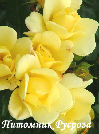 APPLE JACK (Kenendure)