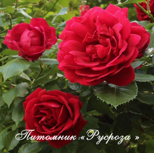 BLAZE SUPERIOR ШТ 140