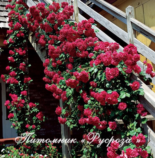 BLAZE SUPERIOR ШТ 140