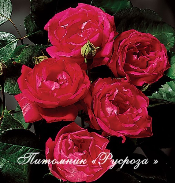 BLAZE SUPERIOR ШТ 140