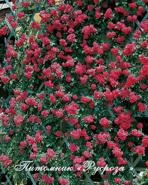 BLAZE SUPERIOR ШТ 140