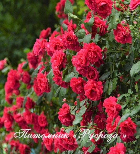 BLAZE SUPERIOR ШТ 140