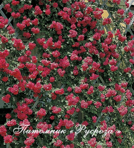 BLAZE SUPERIOR ШТ 140