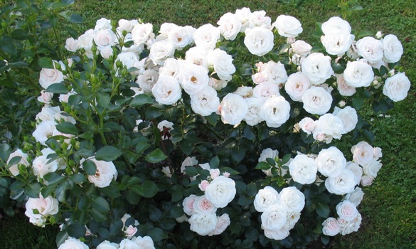 ASPIRIN-ROSE