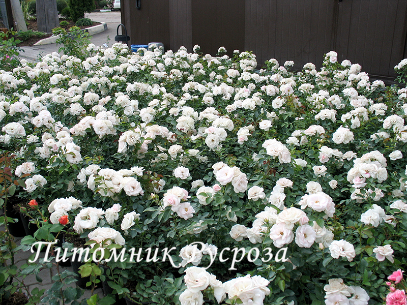 ASPIRIN-ROSE