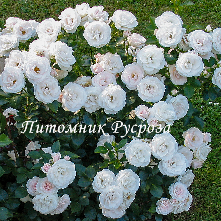 ASPIRIN-ROSE