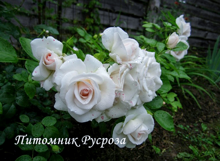 ASPIRIN-ROSE
