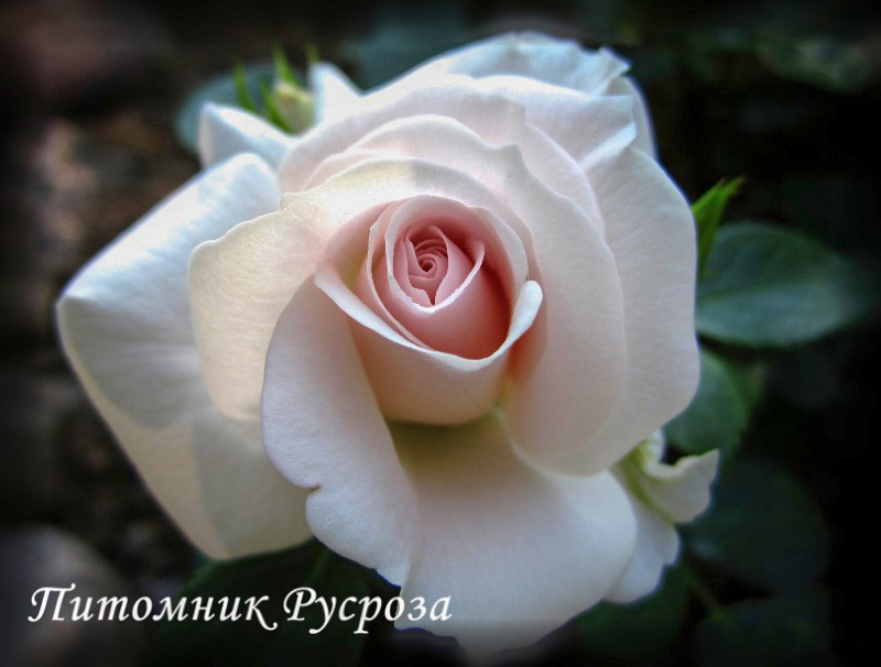 ASPIRIN-ROSE
