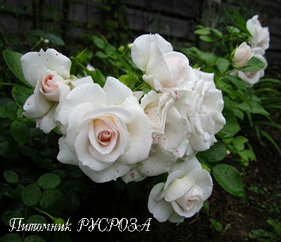 ASPIRIN-ROSE
