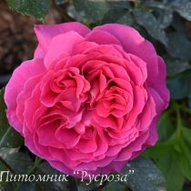 BERNADETTE LAFONT (SAUVACHI)