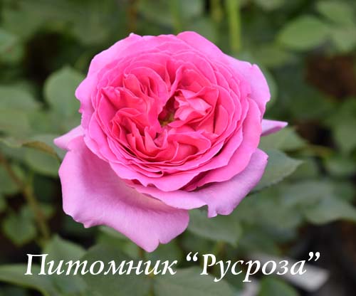 BERNADETTE LAFONT (SAUVACHI)