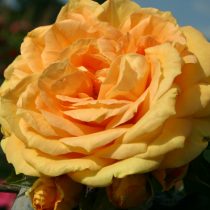BERNSTEIN ROSE (TANEITBER)