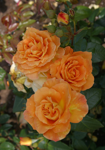 BERNSTEIN ROSE (TANEITBER)