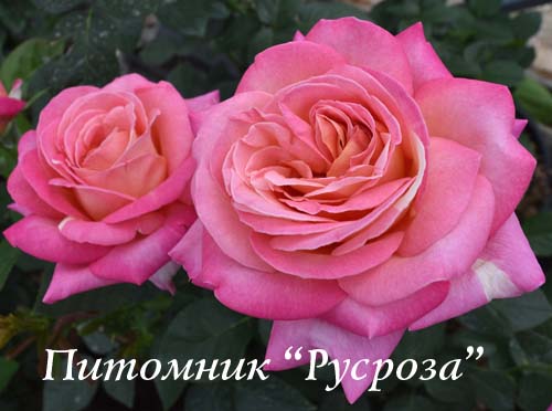 CHICAGO PEACE (JOHNAGO)