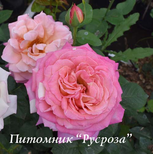 CHICAGO PEACE (JOHNAGO)