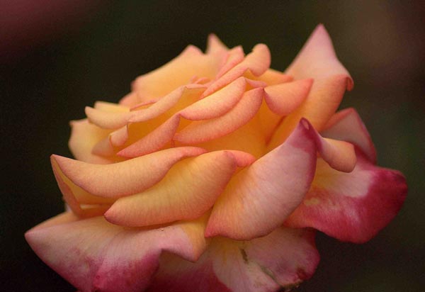 CHICAGO PEACE (JOHNAGO)