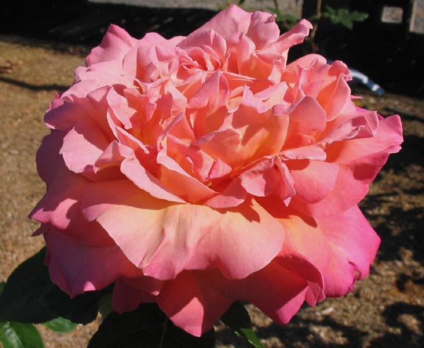 CHICAGO PEACE (JOHNAGO)