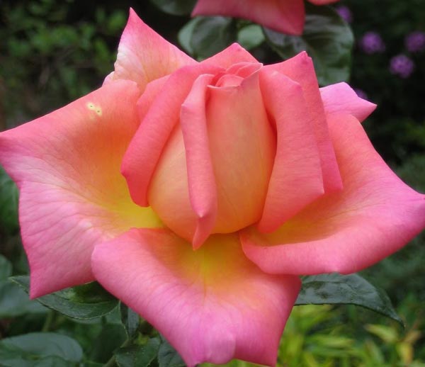 CHICAGO PEACE (JOHNAGO)