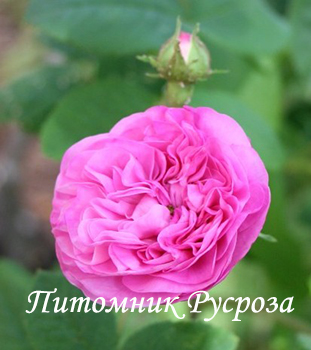 CABBAGE ROSE