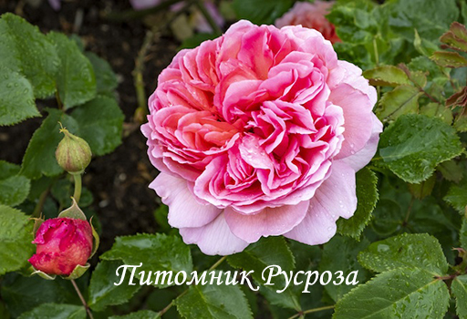 CABBAGE ROSE