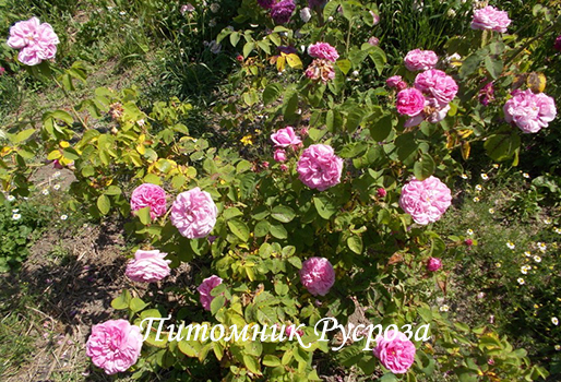 CABBAGE ROSE