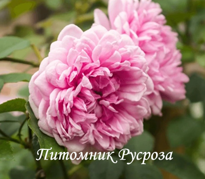CABBAGE ROSE
