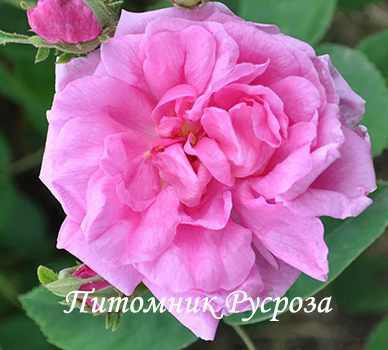 CABBAGE ROSE